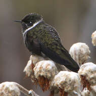 Image of White-bearded Helmetcrest