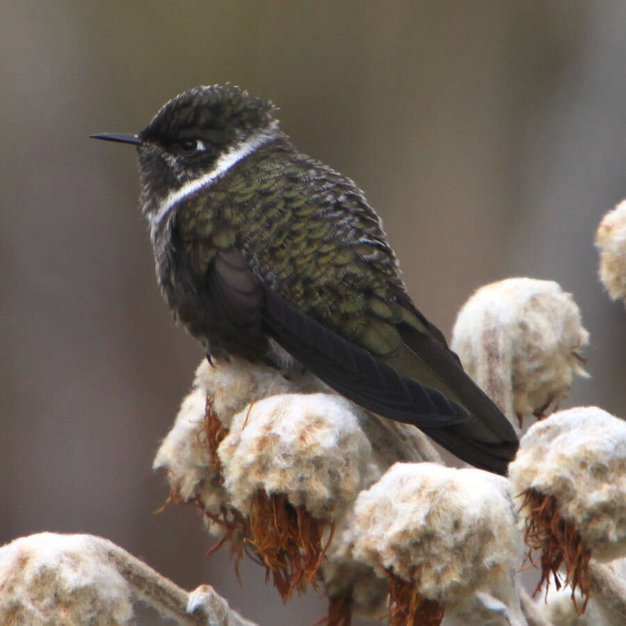 Image of White-bearded Helmetcrest