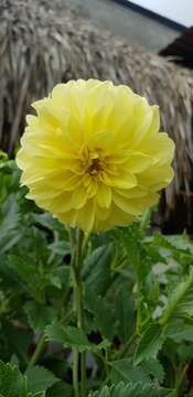 Imagem de Dahlia pinnata Cav.