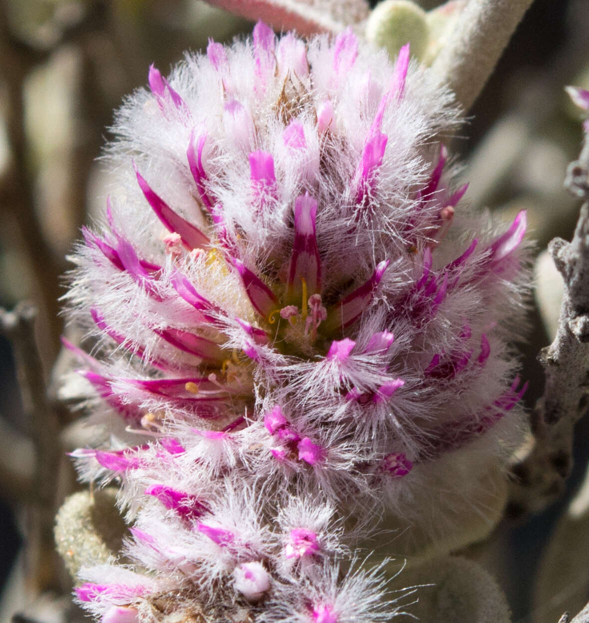 Image de Ptilotus obovatus (Gaudich.) F. Müll.