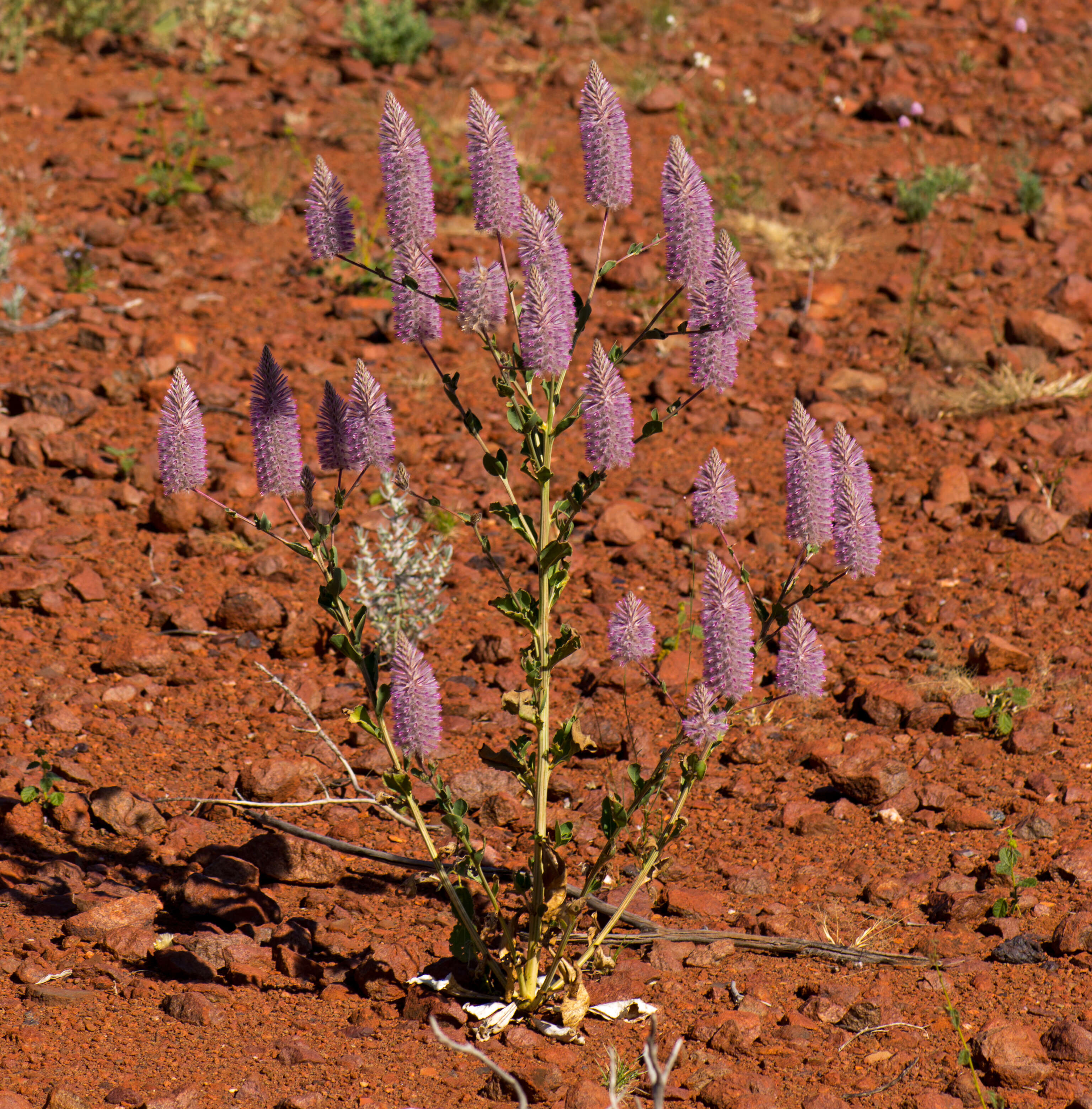 Image of Ptilotus exaltatus Nees