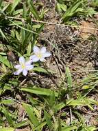 Image de Xerophyta humilis (Baker) T. Durand & Schinz