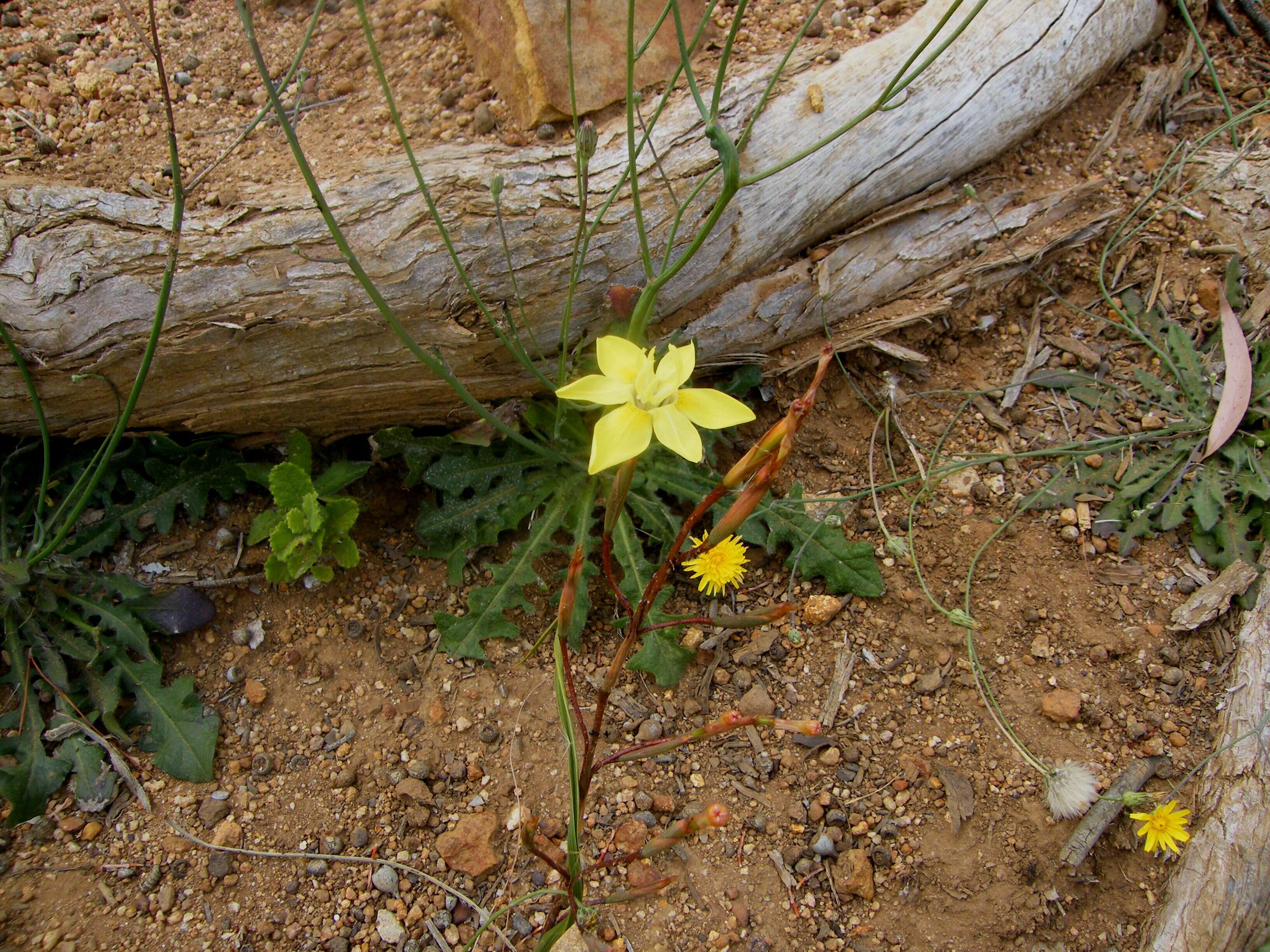 Image of Moraea bituminosa (L. fil.) Ker Gawl.