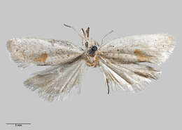 Image of Corokia leafroller moth