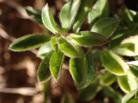 Image of Aptosimum elongatum Engl.