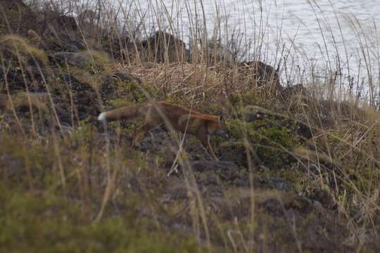 Vulpes vulpes japonica J. E. Gray 1868 resmi