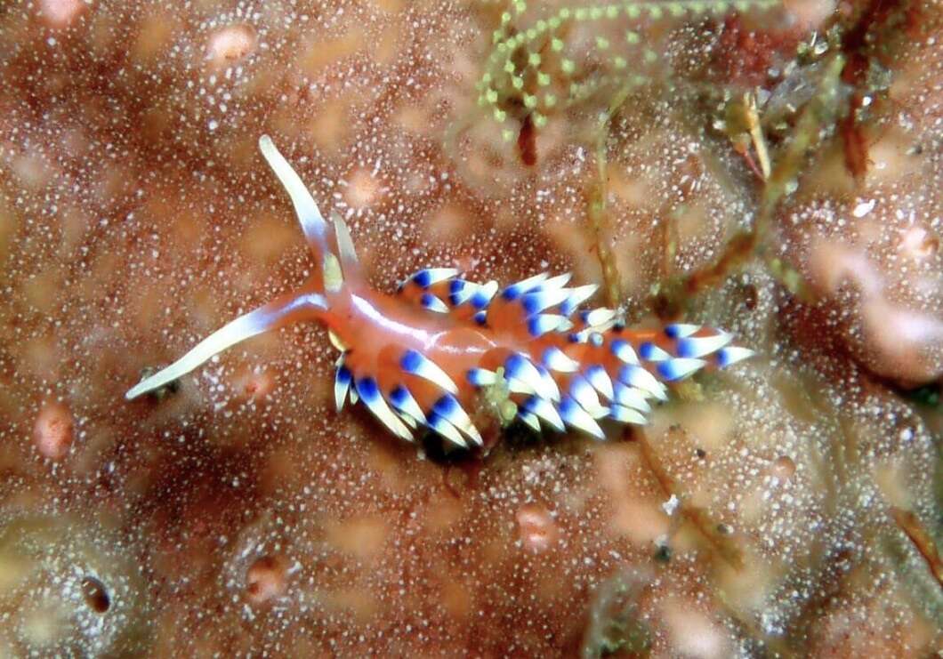 Image of White tipped red and white slug