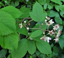 Image of Rubus rufescens P. J. Müll. & Lefevre