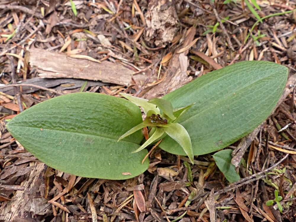 Imagem de Chiloglottis cornuta Hook. fil.