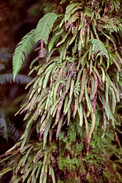 Image of Grammitis wattsii Copel.