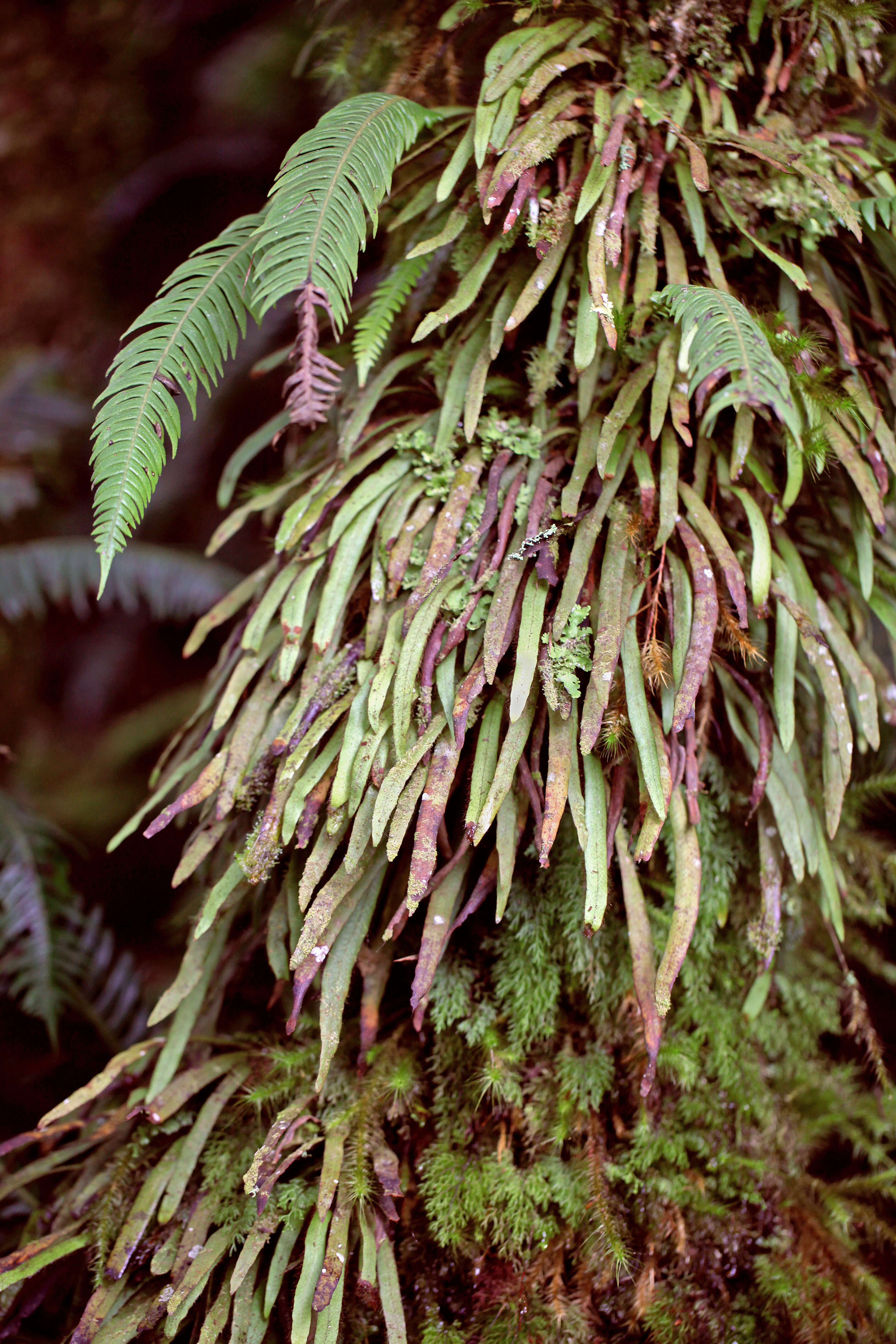 Image of Grammitis wattsii Copel.