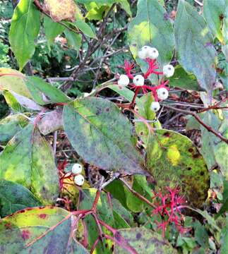 Image of Gray Dogwood