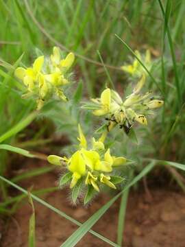 صورة <i>Leobordea foliosa</i>