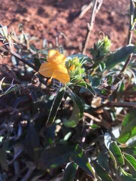 Image of Barleria senensis Klotzsch