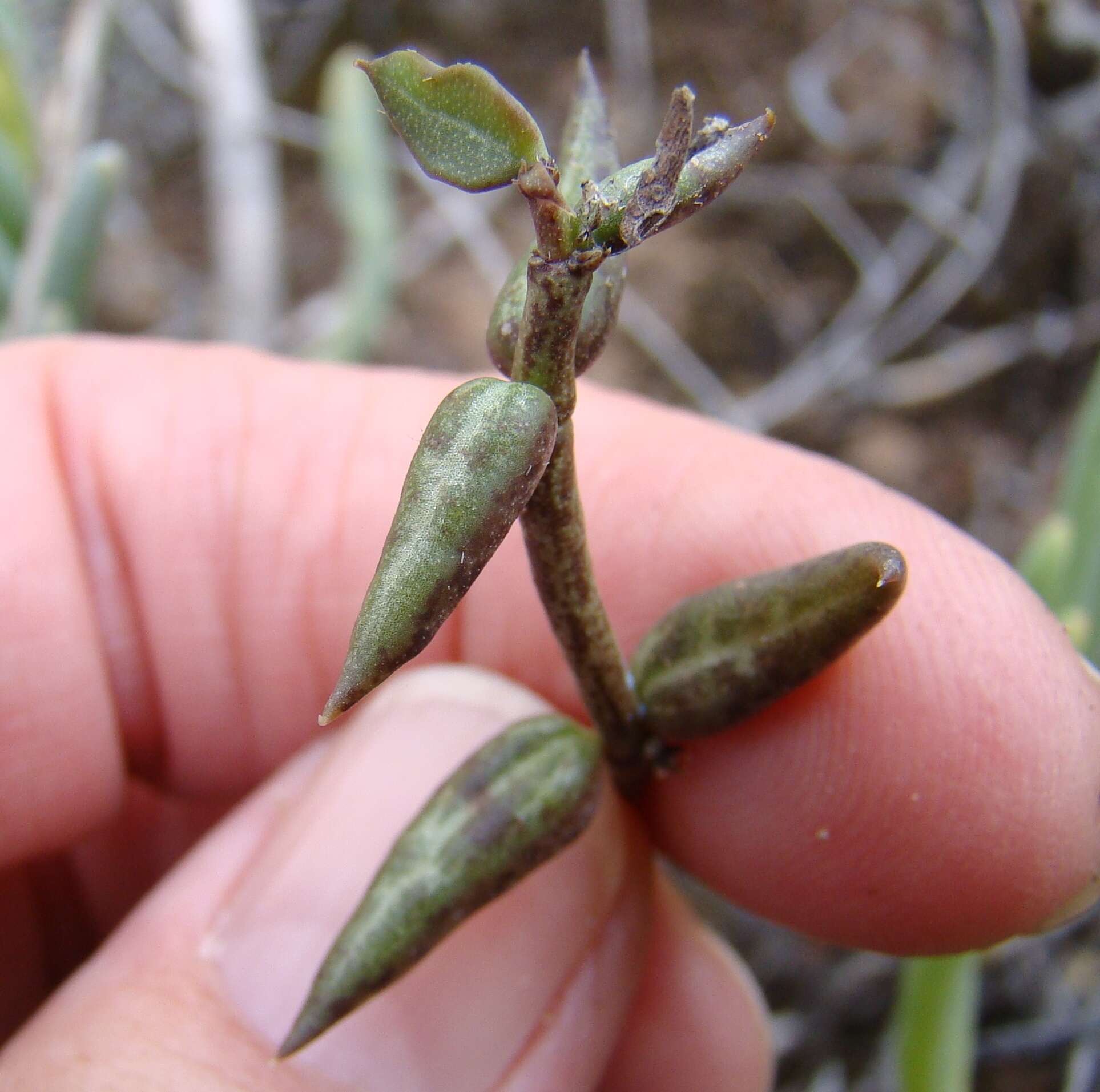 Plancia ëd Ceropegia occulta R. A. Dyer