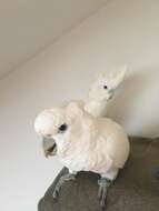 Cacatua ducorpsii Pucheran 1853 resmi