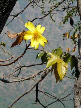 Image of silk-cotton tree