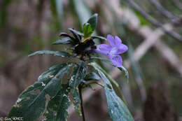 Imagem de Barleria paucidentata Benoist