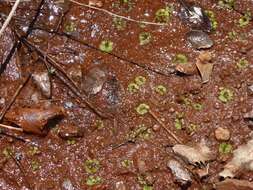 Image of Riccia cavernosa Hoffm.