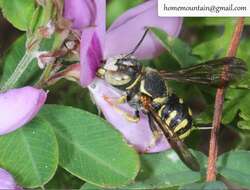Image of Pseudoanthidium ludingense (Wu 1993)