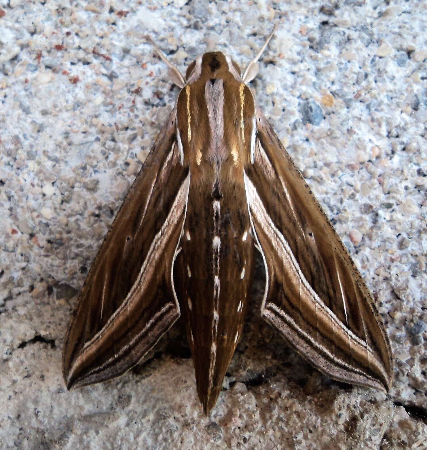 Image of Vine Hawk-Moth