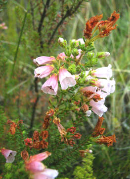 Image of Erica glandulosa subsp. bondiae (Compton) E. G. H. Oliv. & I. M. Oliv.