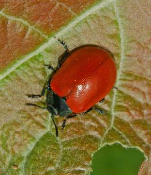 Image of Chrysomela populi