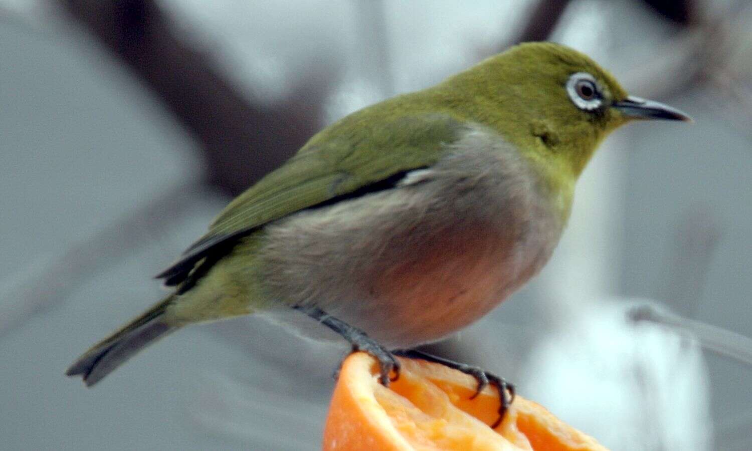 Image of Japanese White-eye