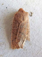 Image of Morrison's Sallow