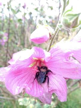 Image of Bombus pauloensis Friese 1912