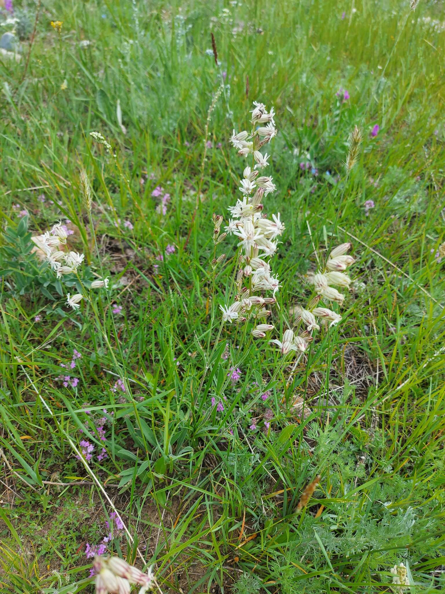 Image of <i>Silene jeniseensis</i>