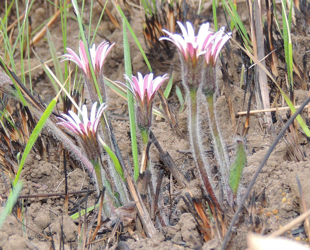 Image of Gerbera natalensis Sch. Bip.