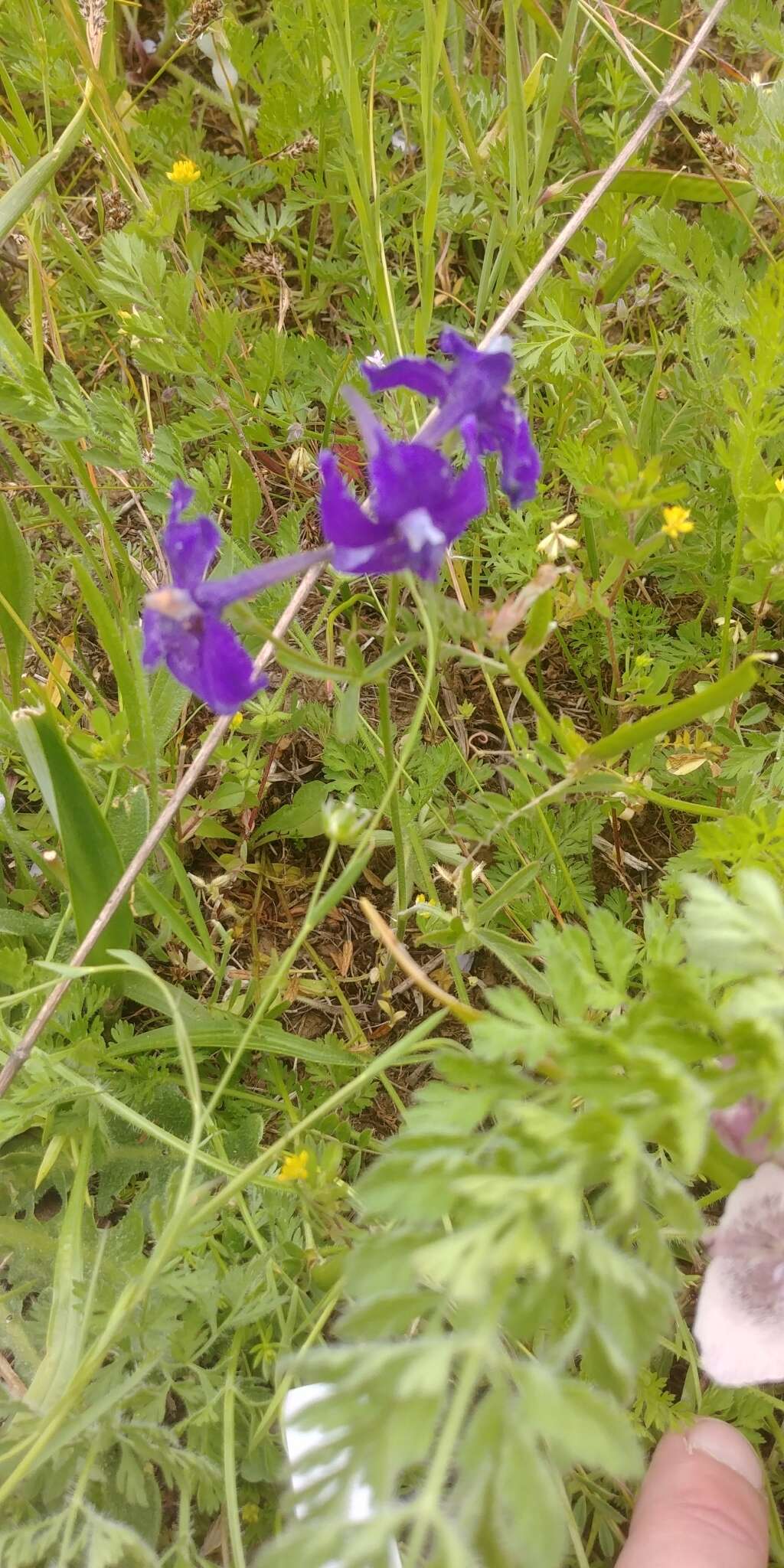 Delphinium menziesii DC.的圖片