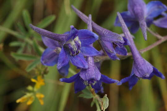 Image of Delphinium laxiflorum DC.