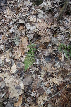 Image de Dryopteris triploidea Wherry