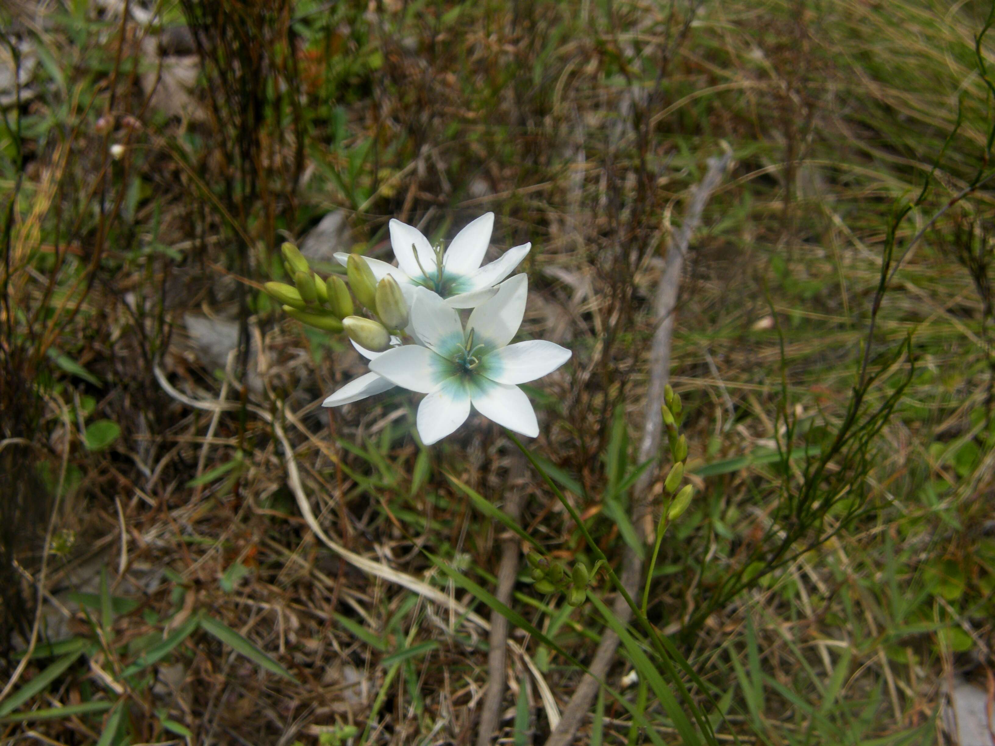 Image of white-and-yellow-flower cornlily