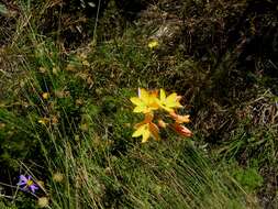 Image of Ixia dubia Vent.