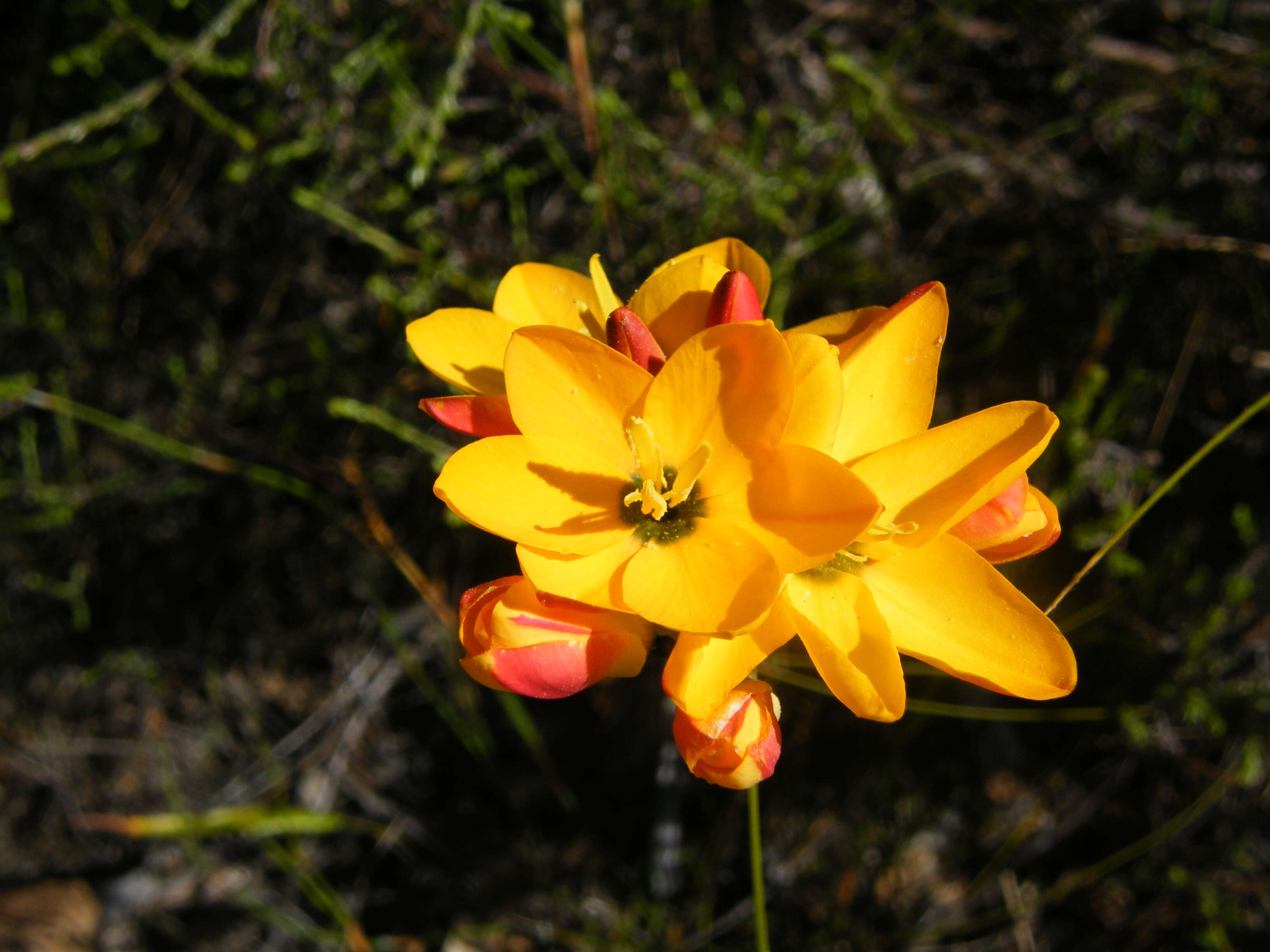 Image of Ixia dubia Vent.