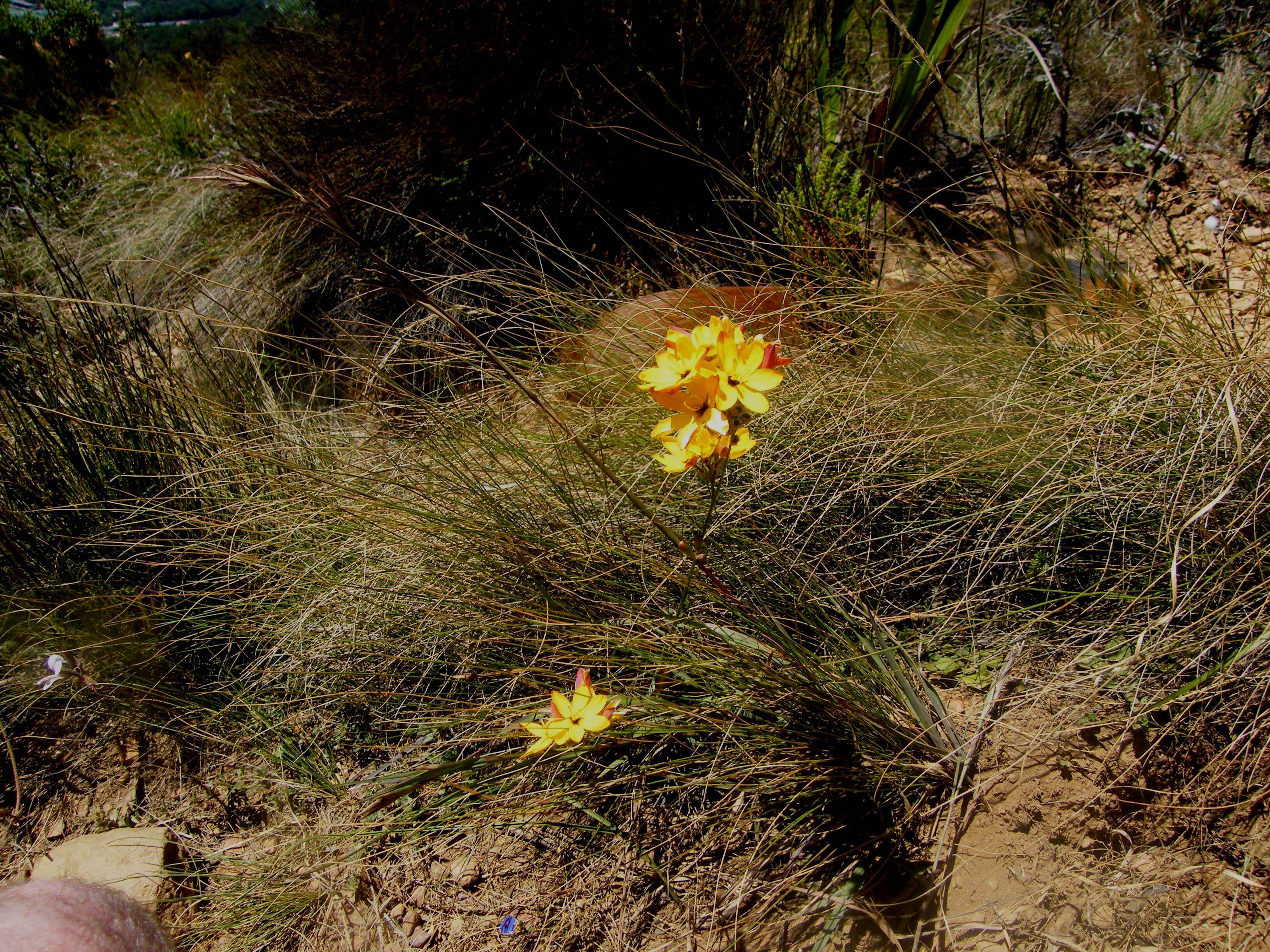 Image of Ixia dubia Vent.