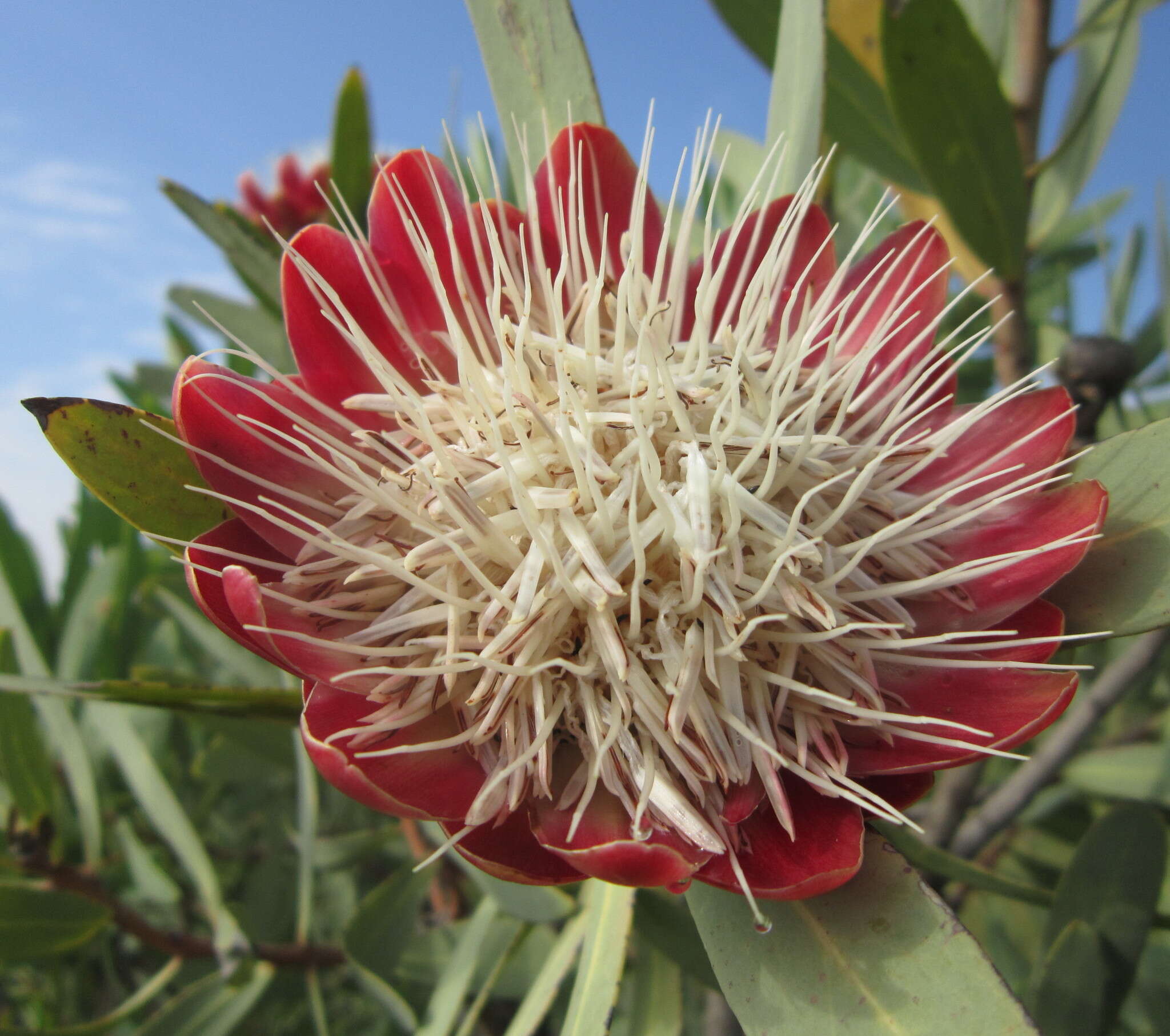 Image of Protea caffra subsp. caffra