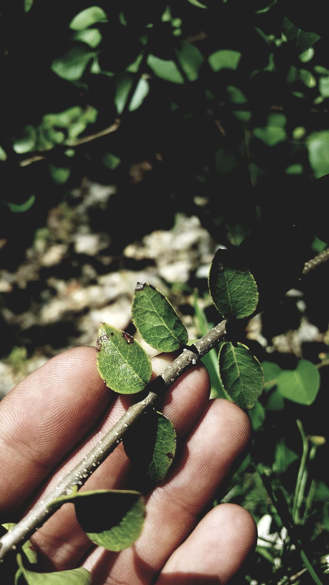 Слика од Forestiera reticulata Torr.