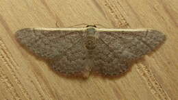 Image of Idaea costaria Walker 1863