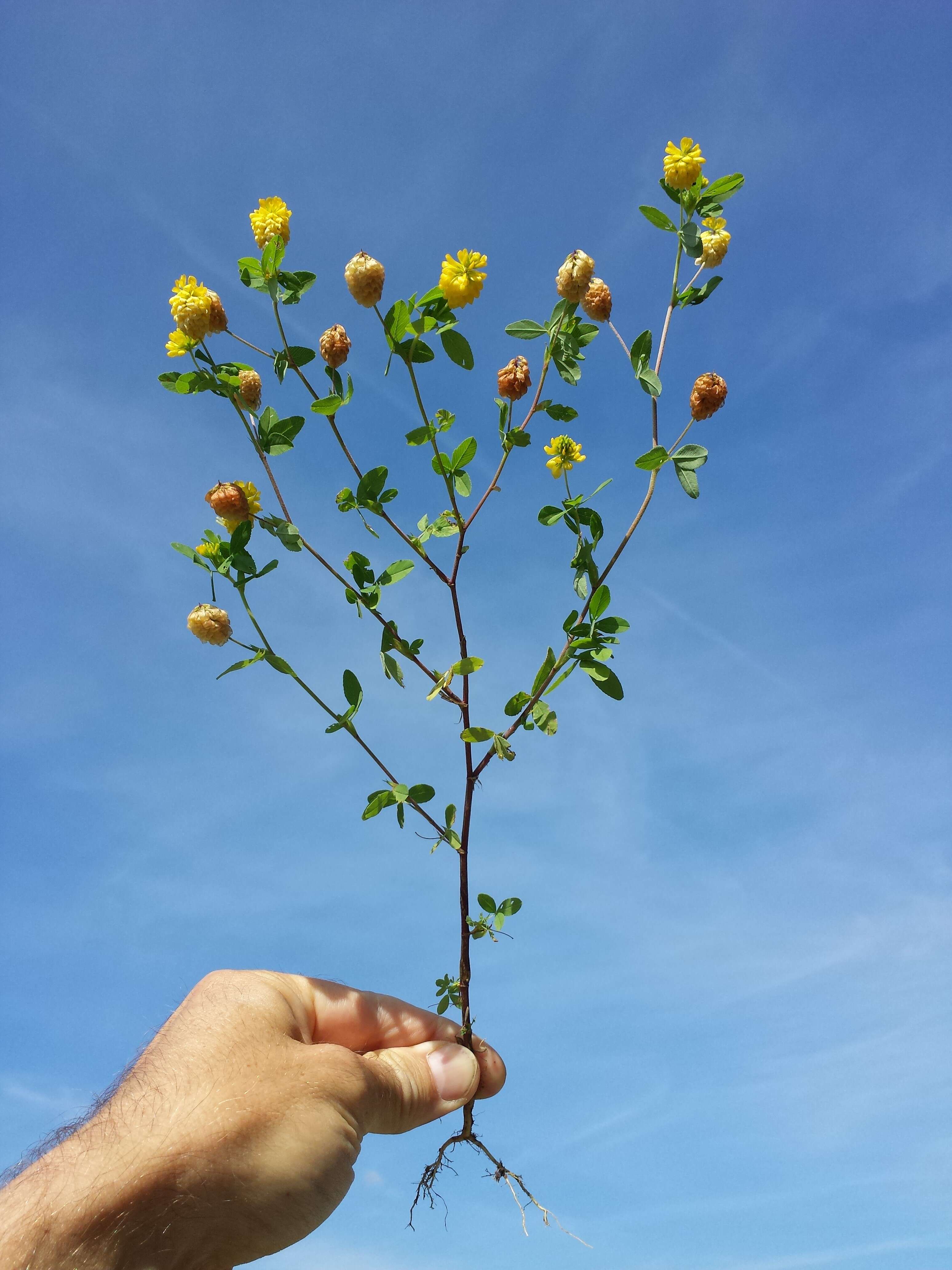 Plancia ëd Trifolium aureum Pollich