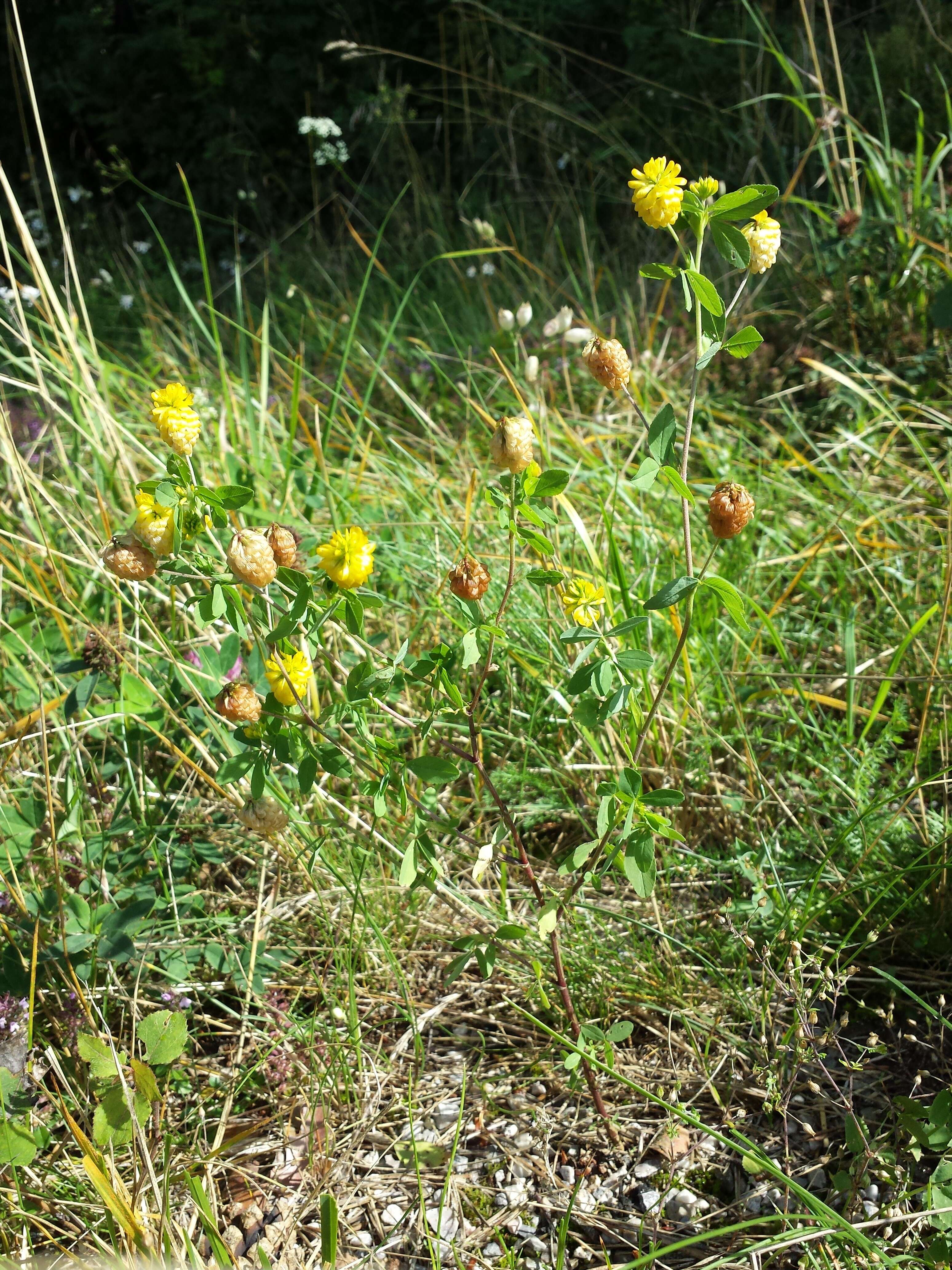 Plancia ëd Trifolium aureum Pollich