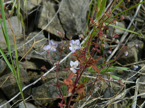 Image of manyflower tonella