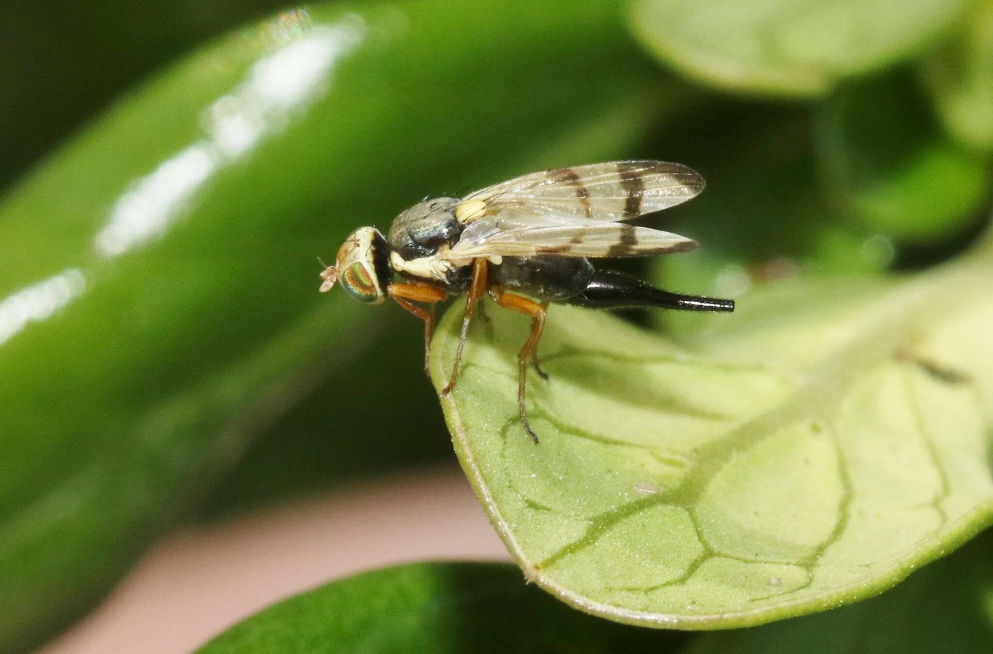 Image of Urophora stylata (Fabricius 1775)