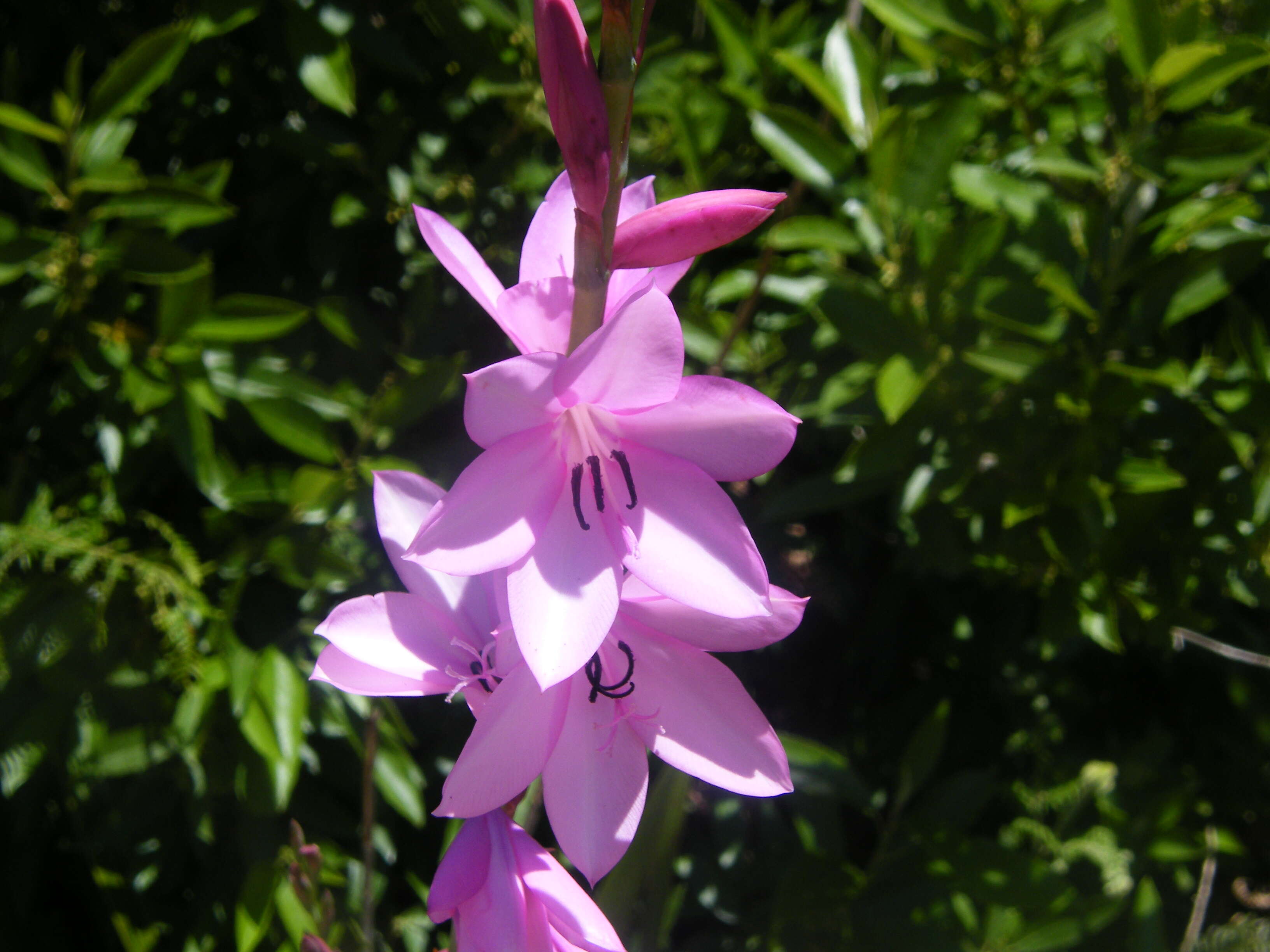 Imagem de Watsonia borbonica (Pourr.) Goldblatt