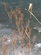 Image of Meadowsweet