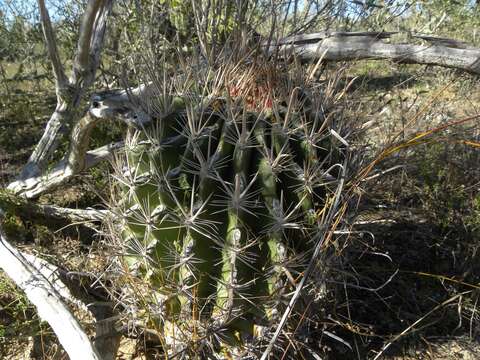 Ferocactus santa-maria Britton & Rose resmi