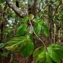 Image of Xylosma ciliatifolium (Clos) Eichler